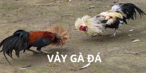 Vảy Gà Đá - FB68 Hướng Dẫn Cách Xem Sao Cho Chuẩn Xác